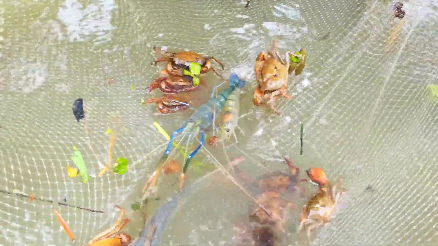 Amazing Village Women Traditional Fishing Techniqu