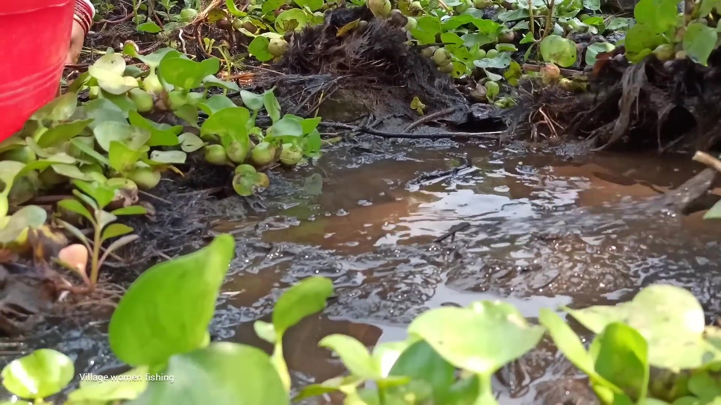 Amazing Village Women traditional hand fishing