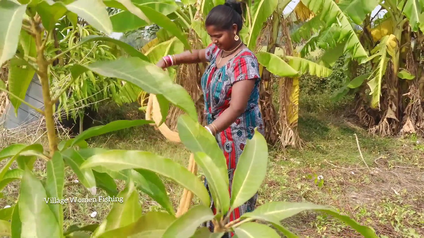 Amazing Village Women Traditional Net Fishing   Vi