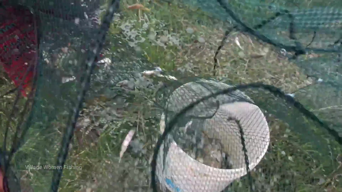 Amazing Village Women Trap Fishing   Incredible La