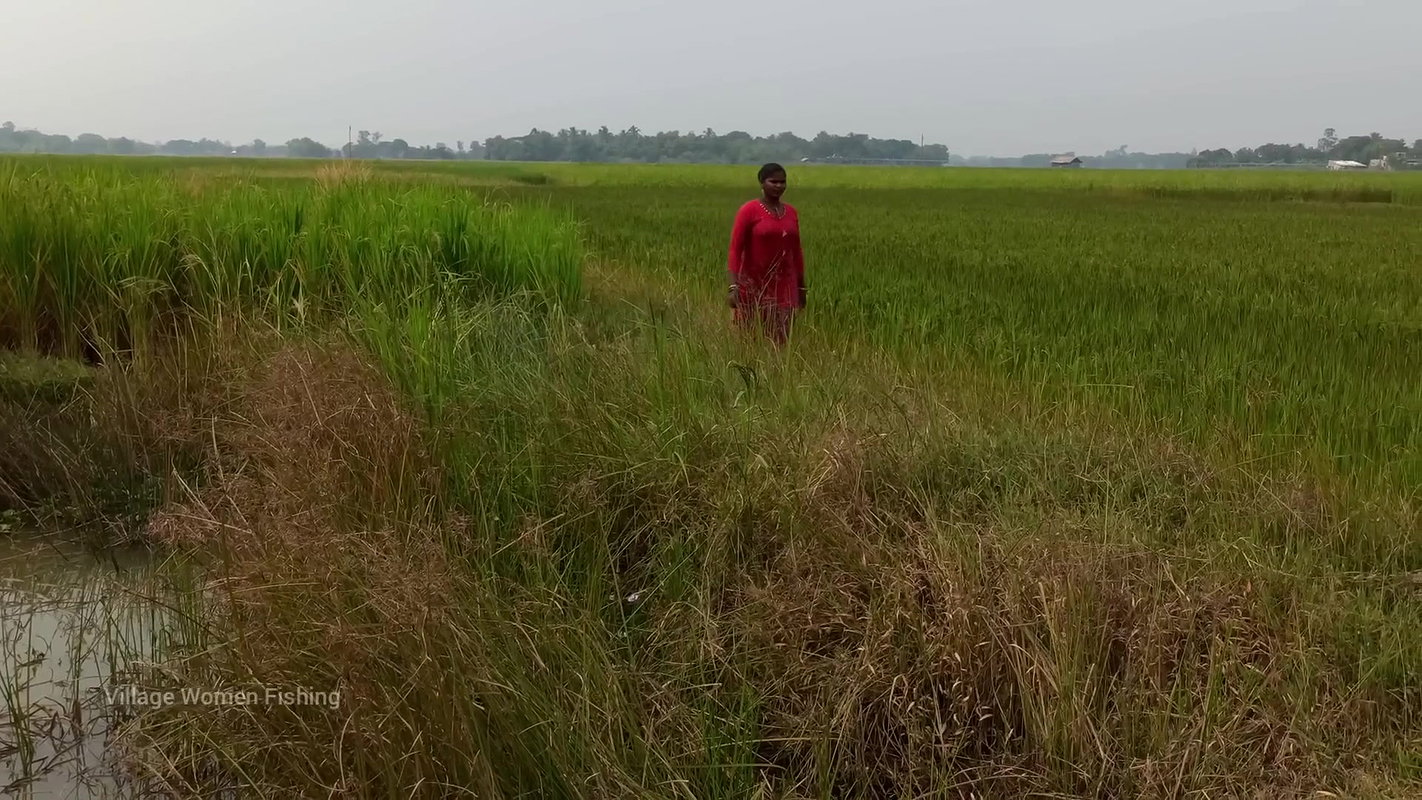 Amazing Village Women Trap Fishing   Incredible La