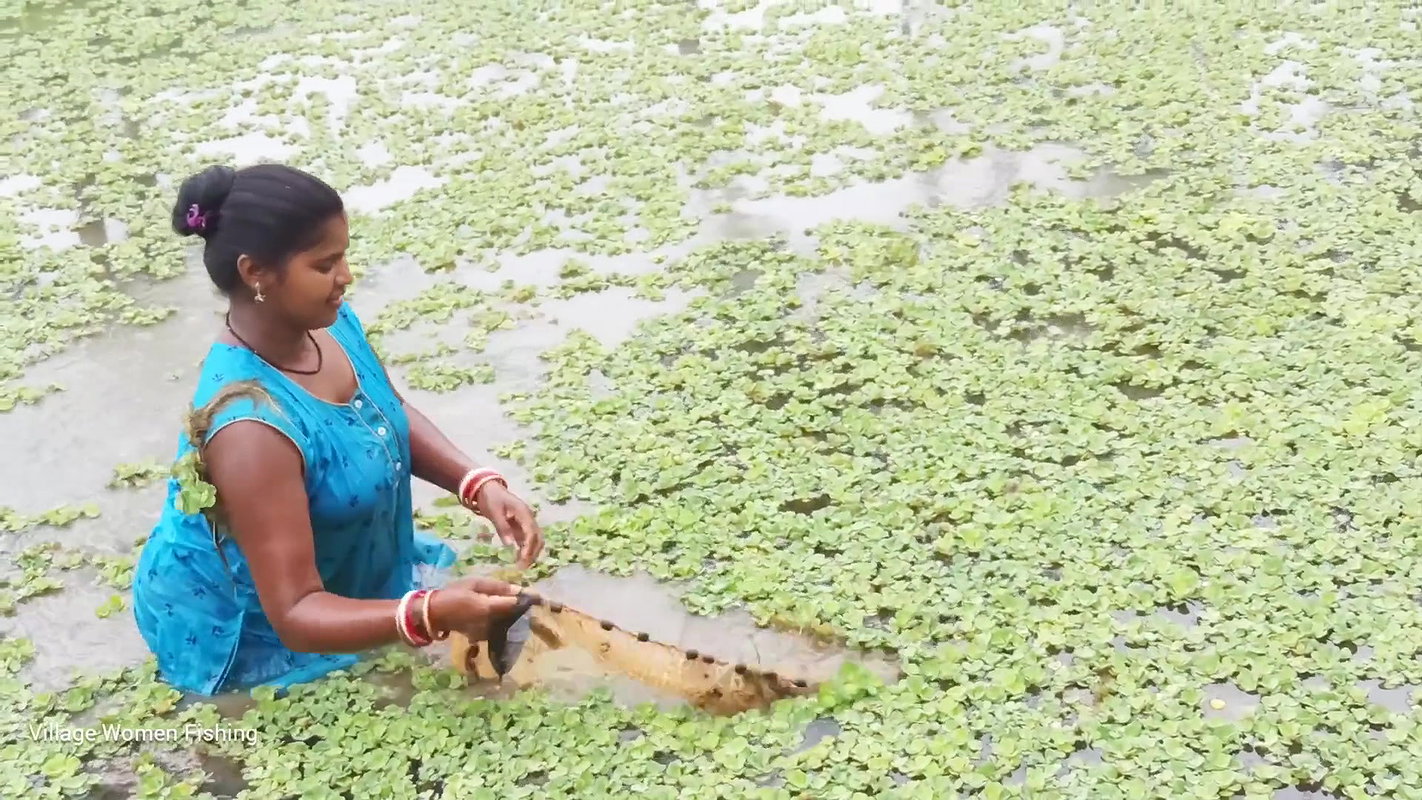 Amazing Village women unique fishing   Tilapia fis