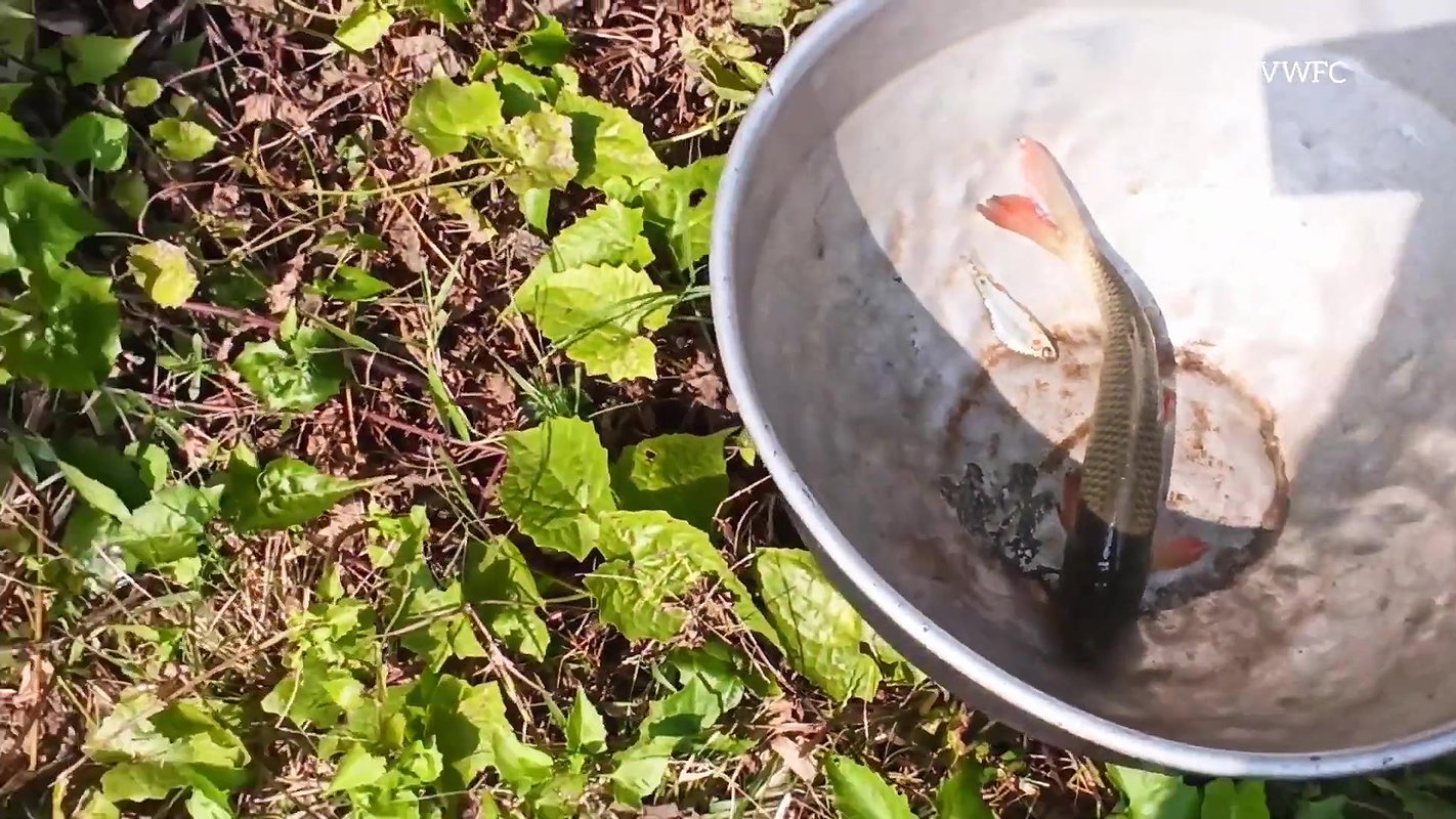 Amazing woman Net Fishing    village women fishing