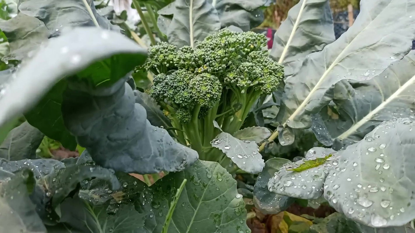 Arrow Fishing by Village women   Mouni Fishing wit