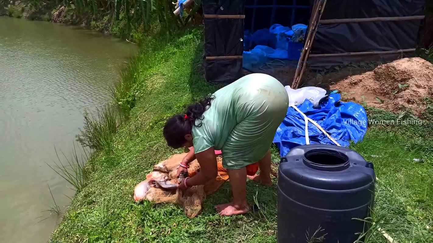Beautiful Village Woman Net fishing in Pond    vil
