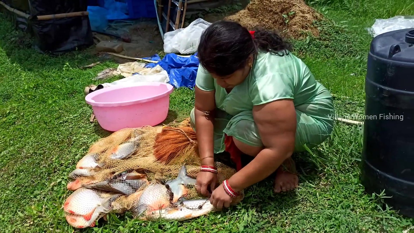 Beautiful Village Woman Net fishing in Pond    vil