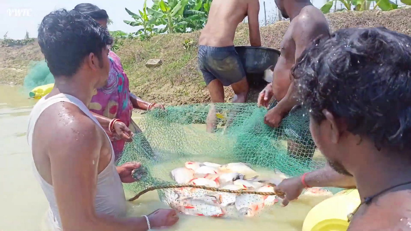 Best Fishing Video    Traditional fishing in Villa