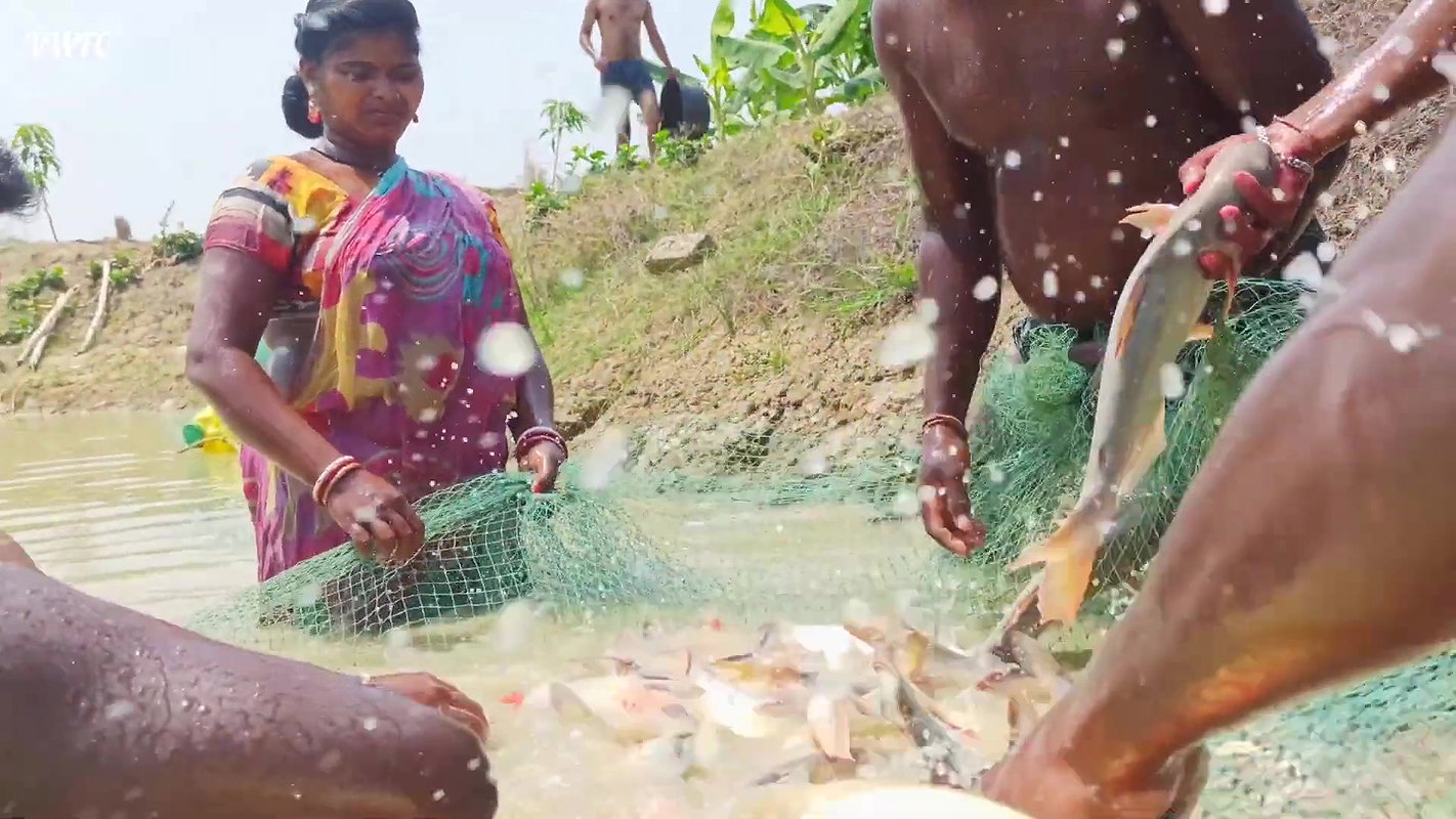 Best Fishing Video    Traditional fishing in Villa