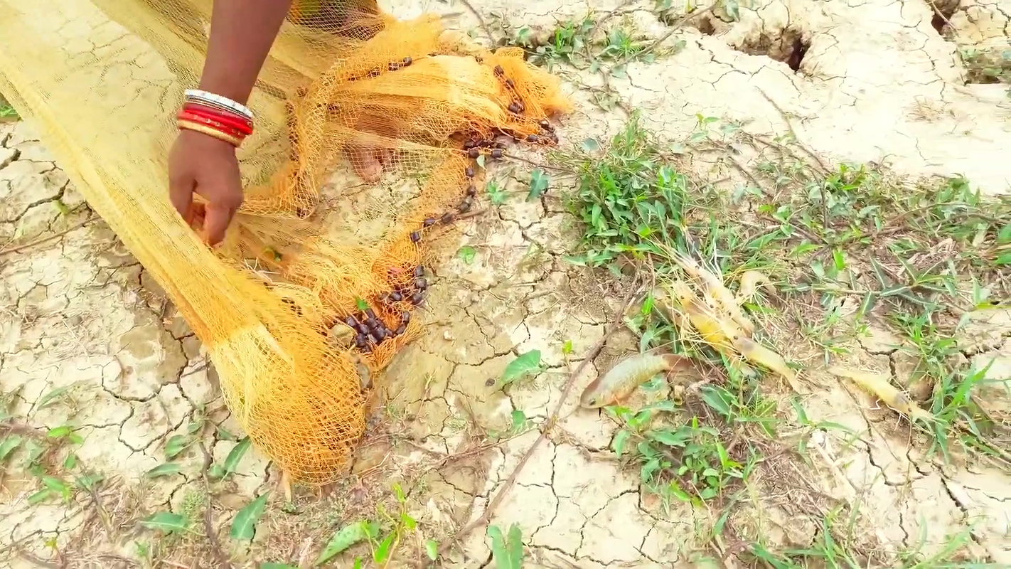 Best Net Fishing in Village    Village women fishi