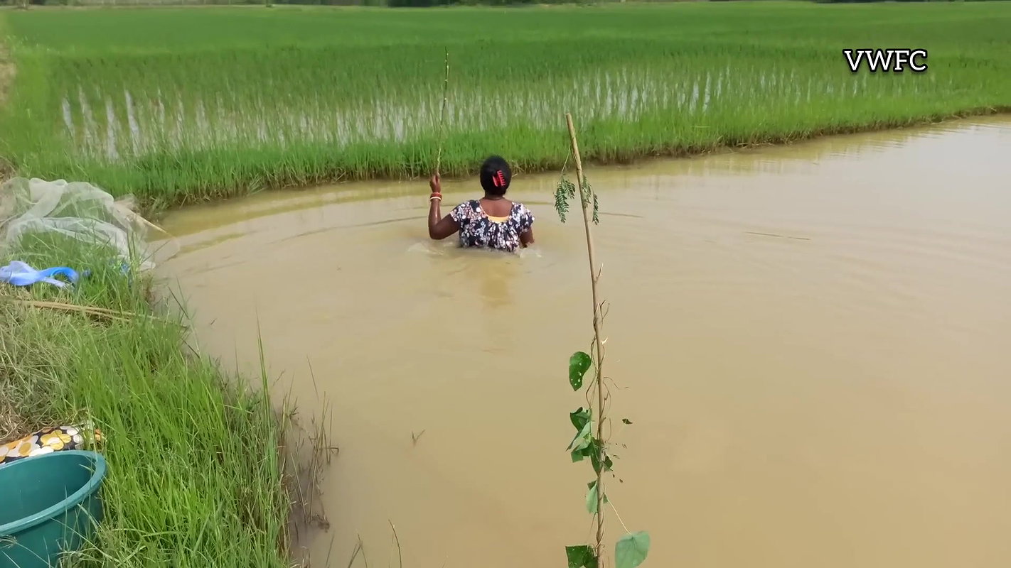 Best Net fishing video   Traditional women net fis