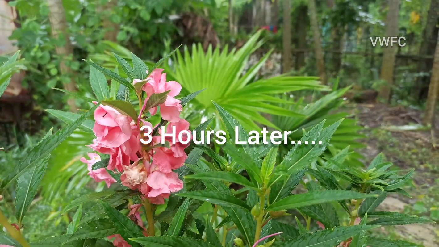 Best Unique Village women fishing technique   Vill