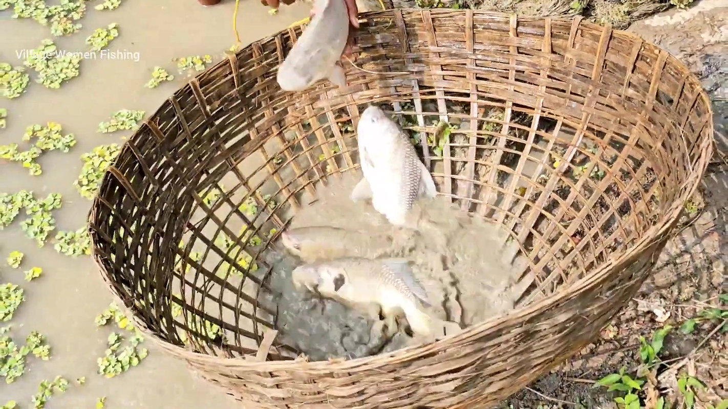 Best Village Women amazing Net Fishing for Carp Fi