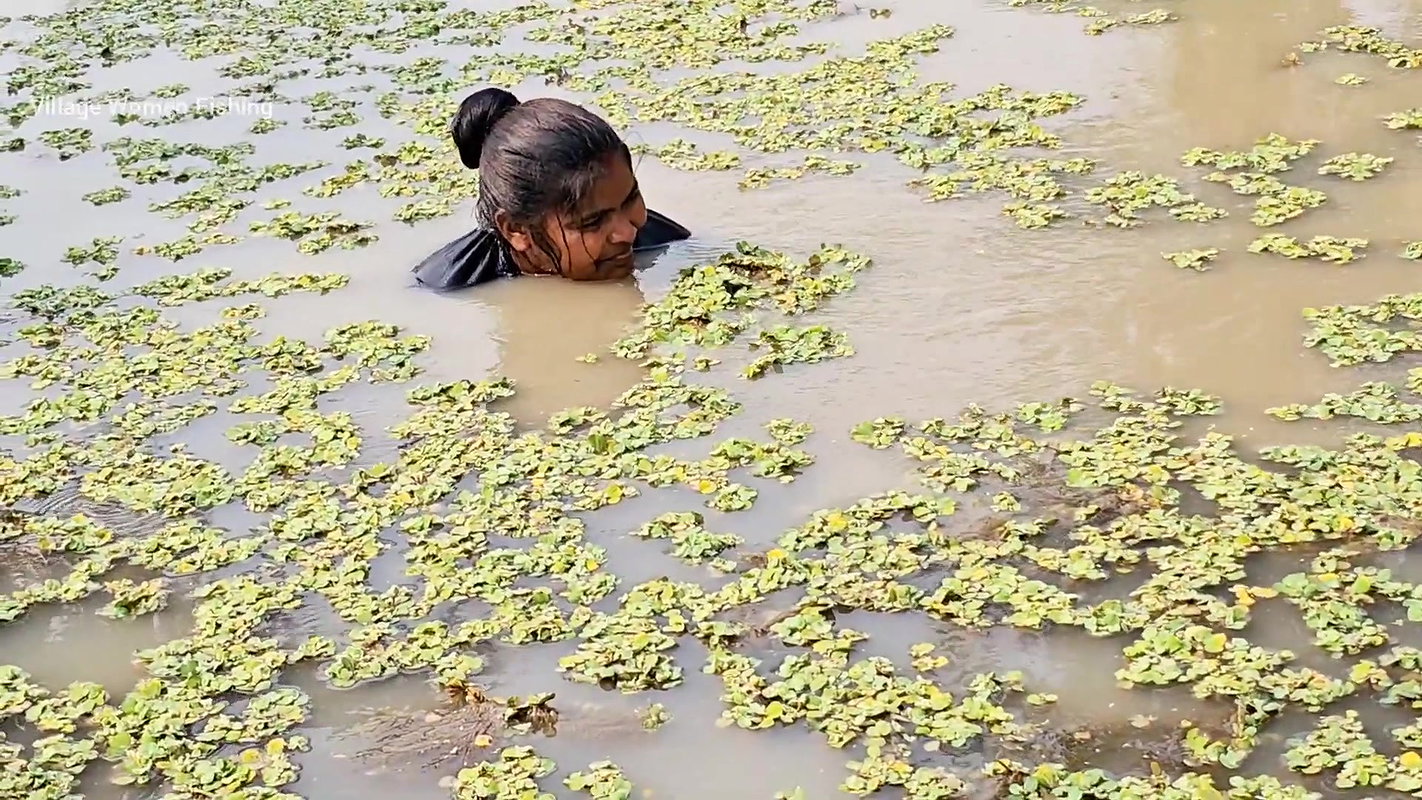Best Village Women amazing Net Fishing for Carp Fi