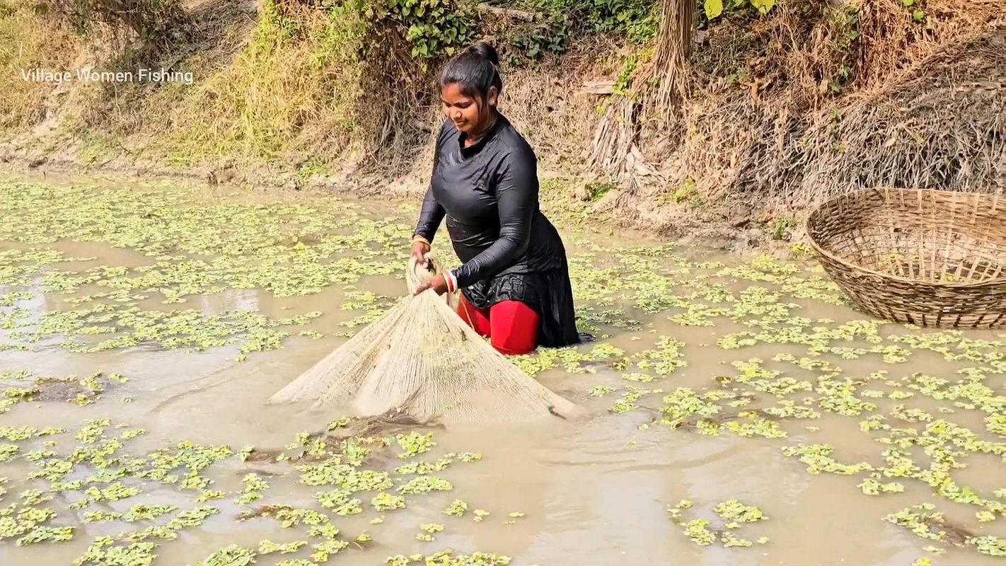 Best Village Women amazing Net Fishing for Carp Fi