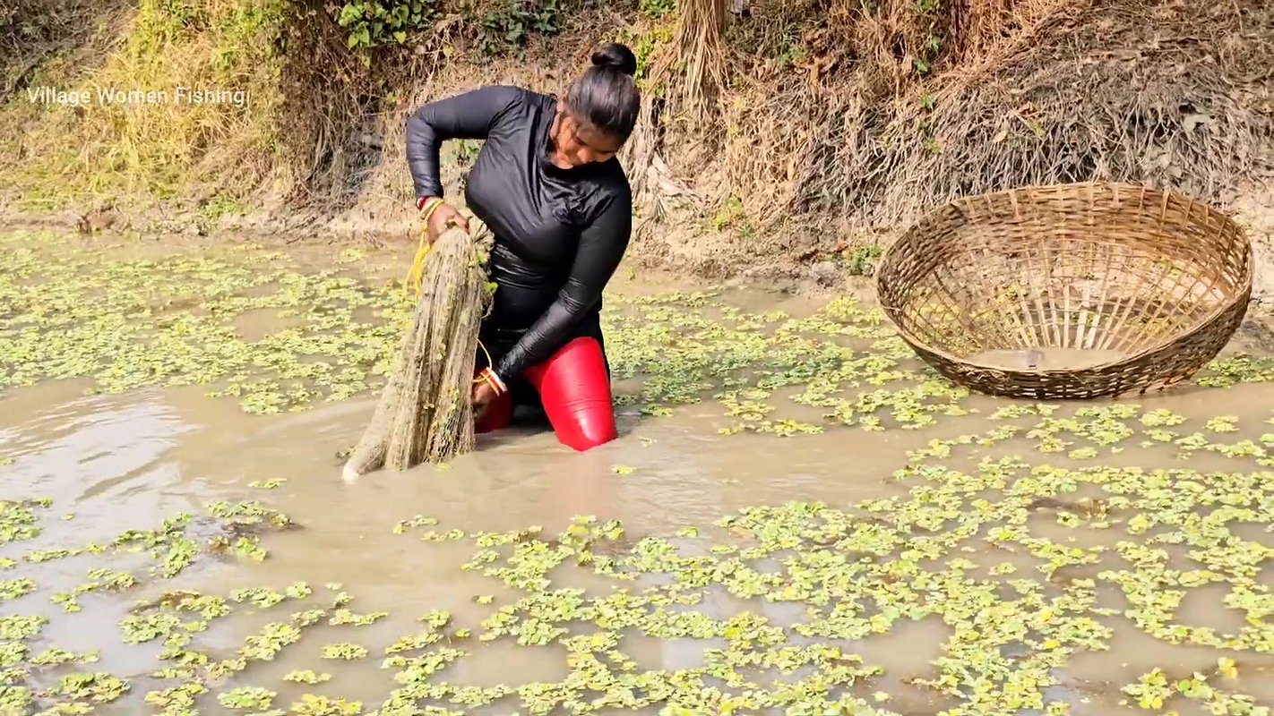 Best Village Women amazing Net Fishing for Carp Fi
