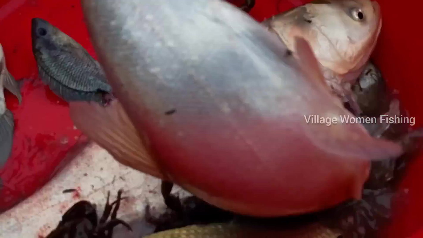 Best women Hand fishing in mud water   Village wom