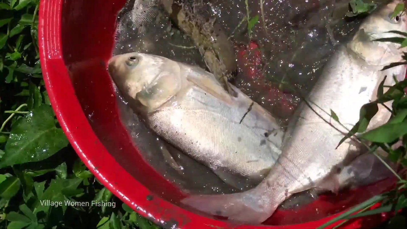 Best women net fishing video in village pond