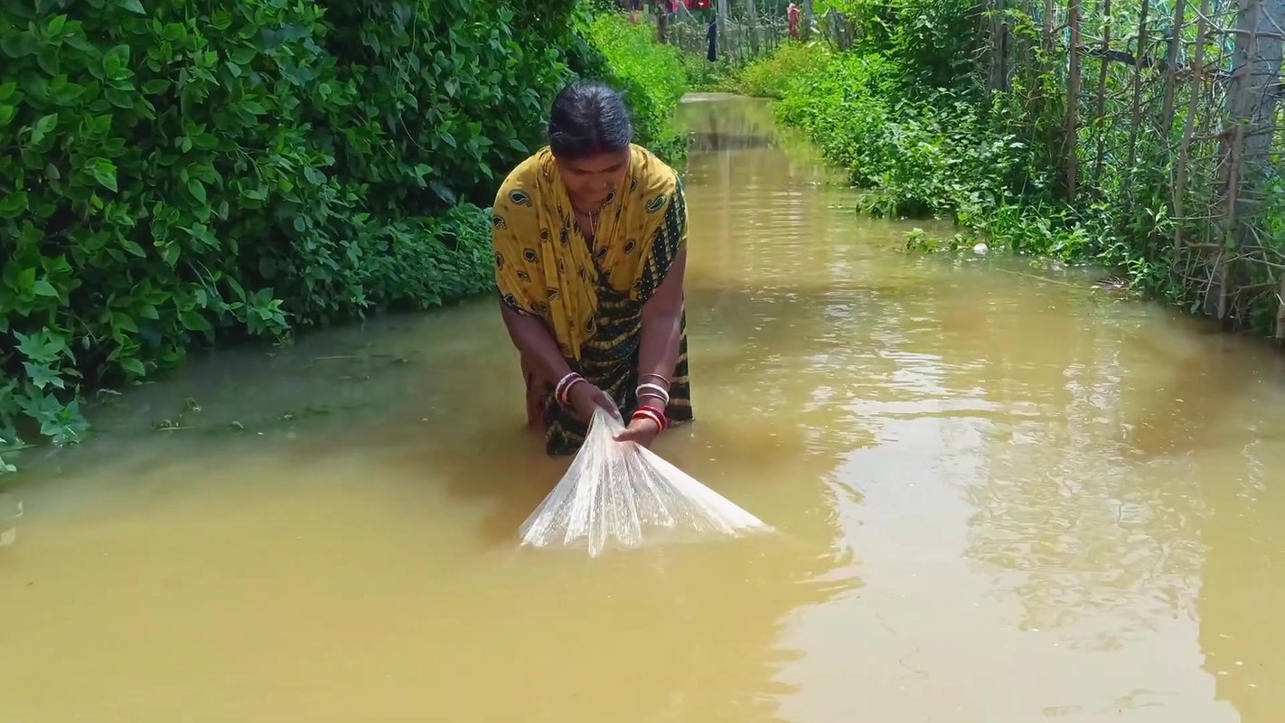 CAST NET FISHING BY WOMEN IN FLOOD WATER    NET FI