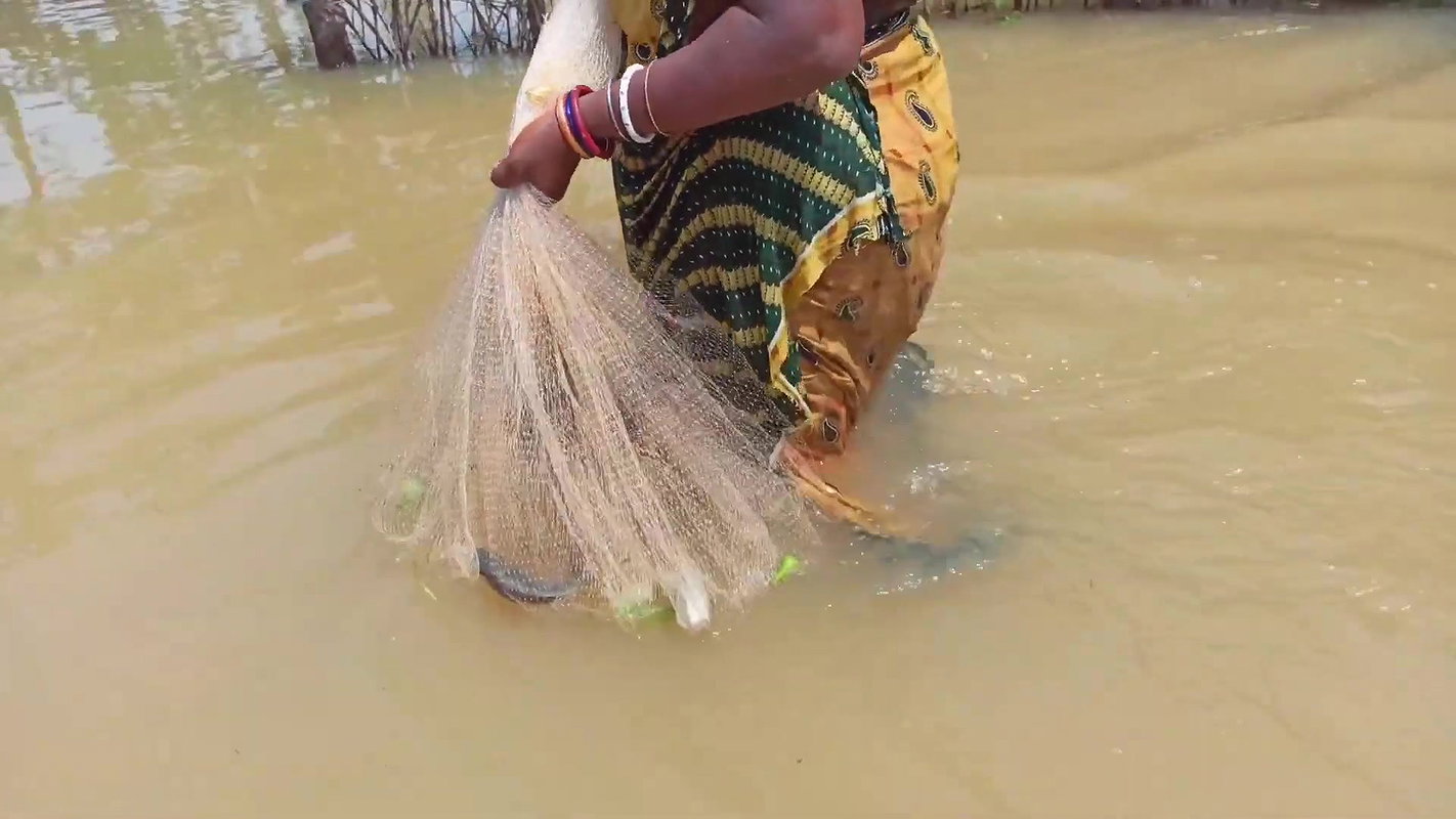 CAST NET FISHING BY WOMEN IN FLOOD WATER    NET FI