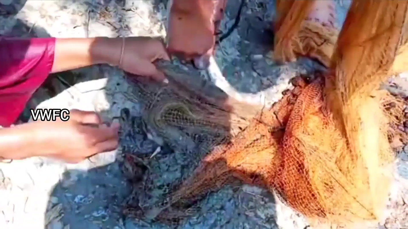 Cast Net Fishing    Best Fishing Video