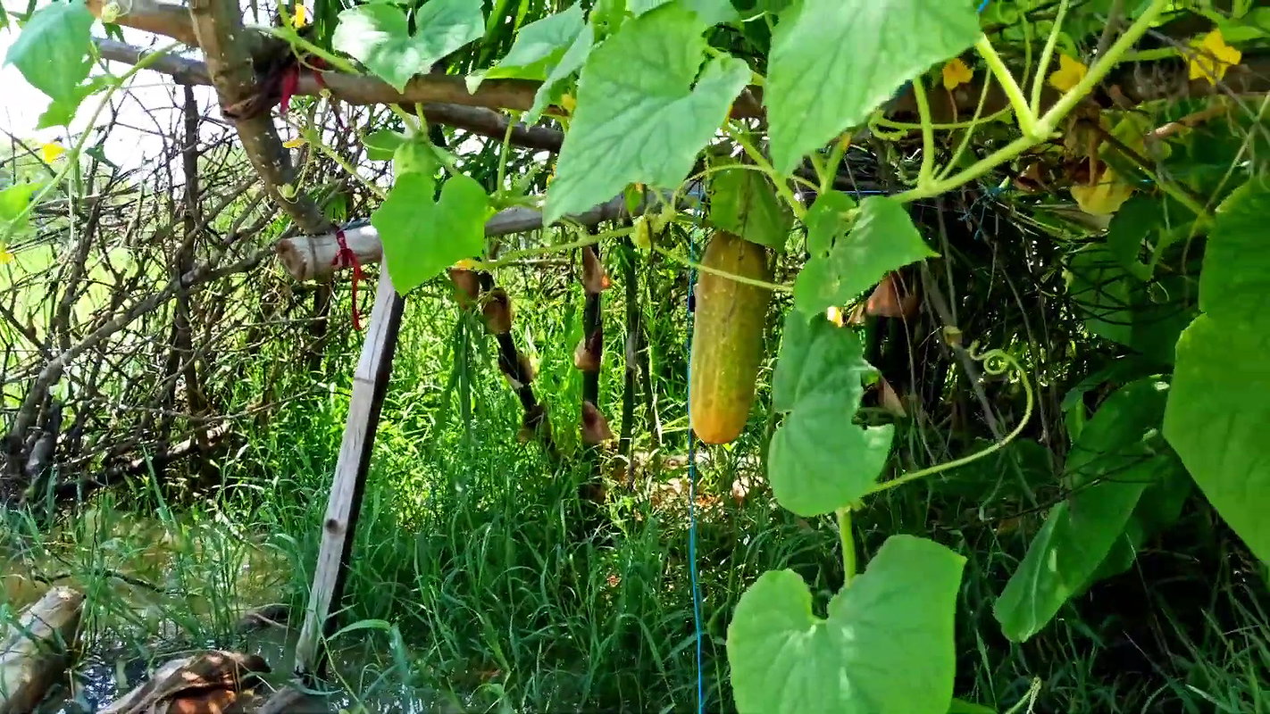 Cucumber Harvesting in My Garden   আমার বাগানে শসা