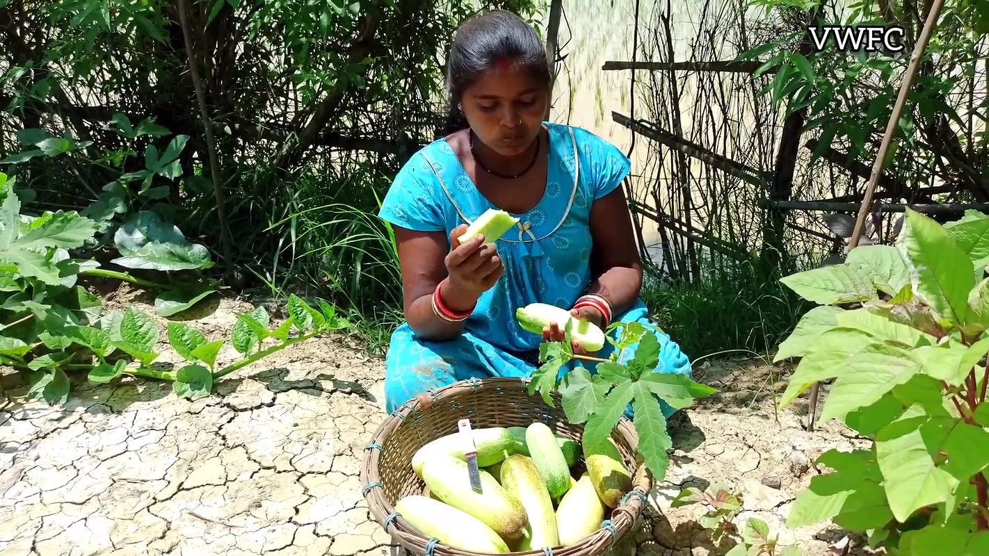 Cucumber Harvesting in My Garden   আমার বাগানে শসা