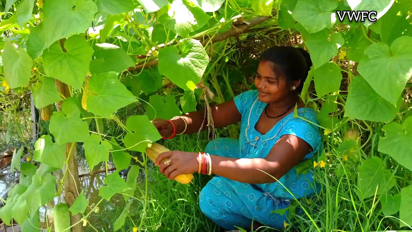 Cucumber Harvesting in My Garden   আমার বাগানে শসা