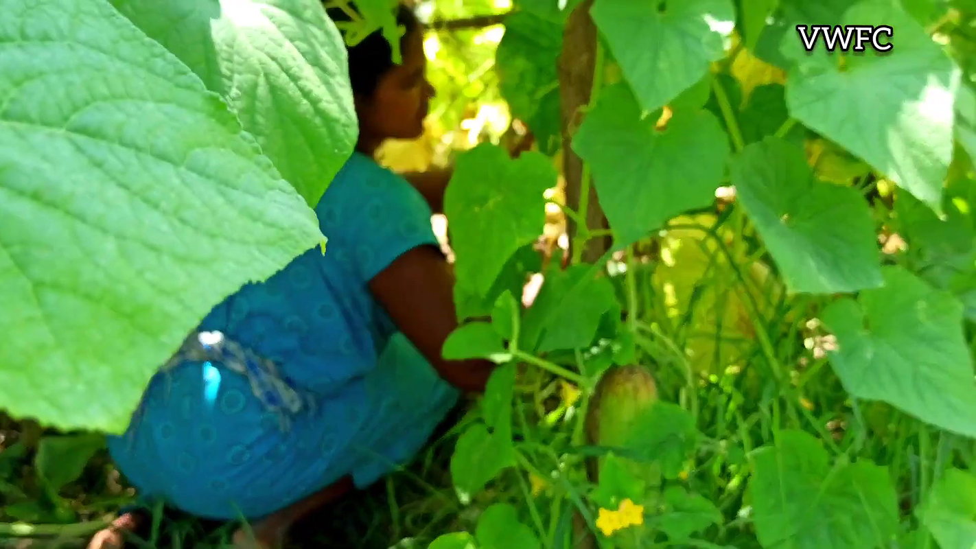 Cucumber Harvesting in My Garden   আমার বাগানে শসা