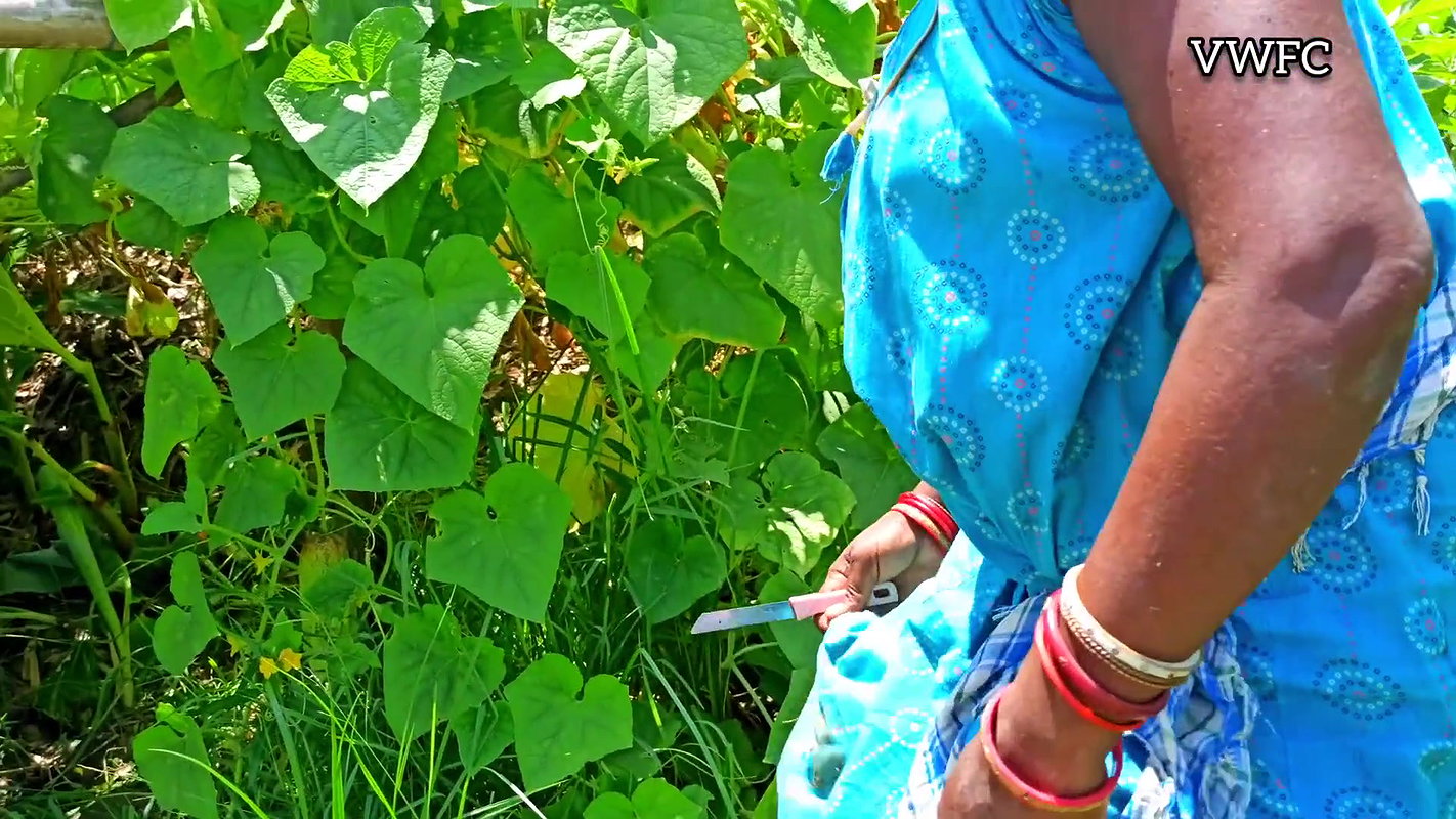 Cucumber Harvesting in My Garden   আমার বাগানে শসা