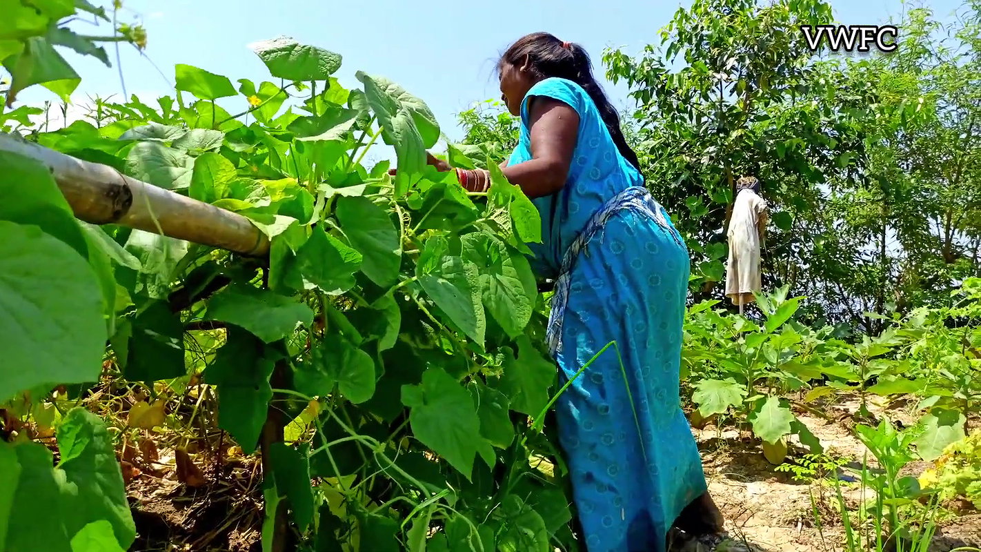 Cucumber Harvesting in My Garden   আমার বাগানে শসা