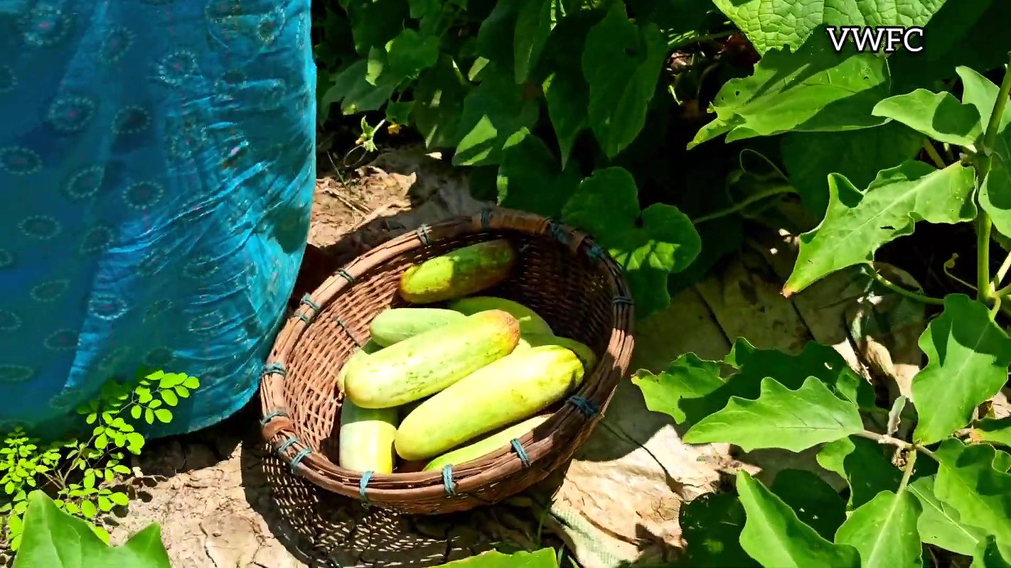 Cucumber Harvesting in My Garden   আমার বাগানে শসা