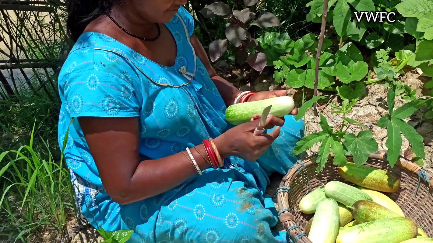 Cucumber Harvesting in My Garden   আমার বাগানে শসা