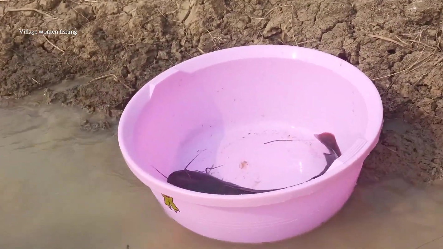 x Daring Village women fishing giant Cat fish   Vill