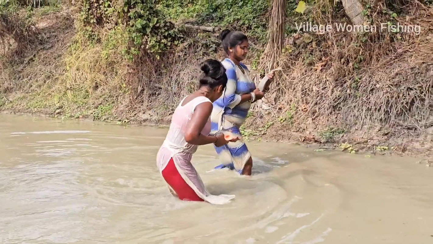 Incredible Big Chitol fish caught by Village Women