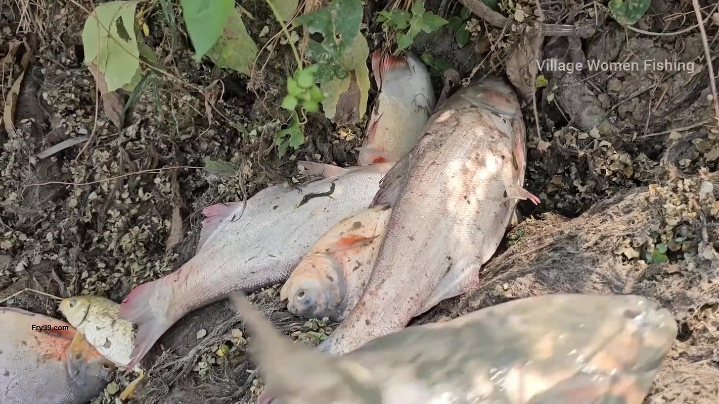 Incredible Village Women Fishing video    Village