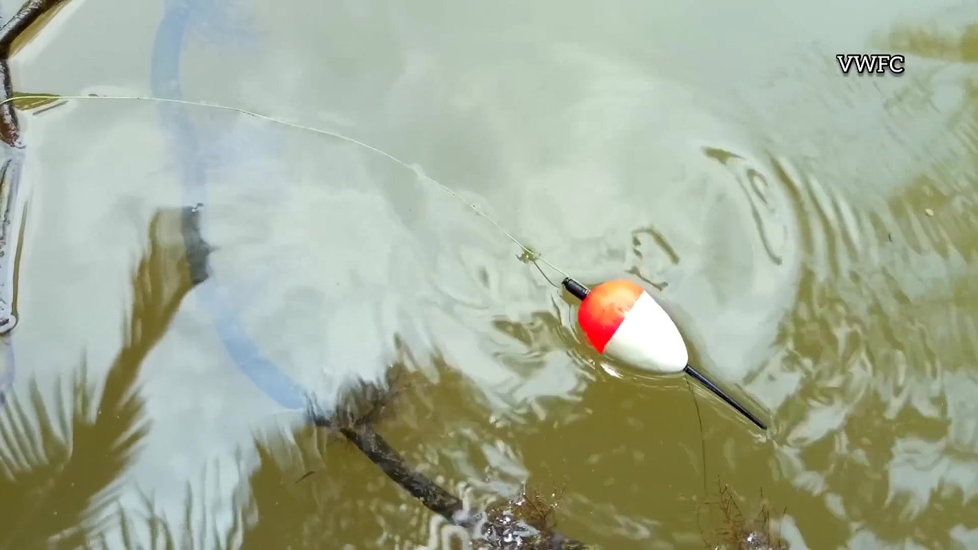 Look what I’ve Caught   Village Lady Fishing   মাছ