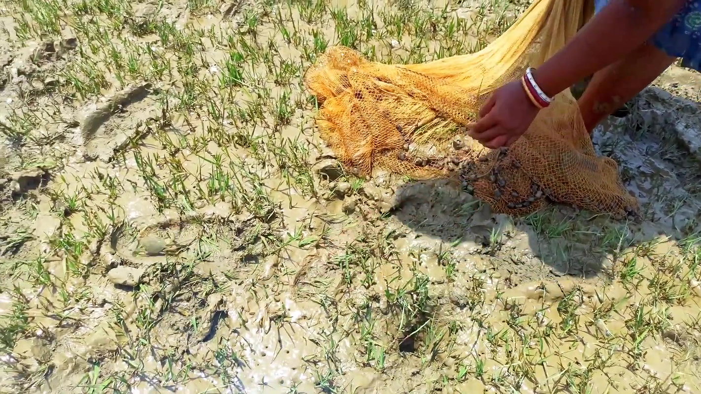 Net Fishing in Sea    Village Women Fishing Channe