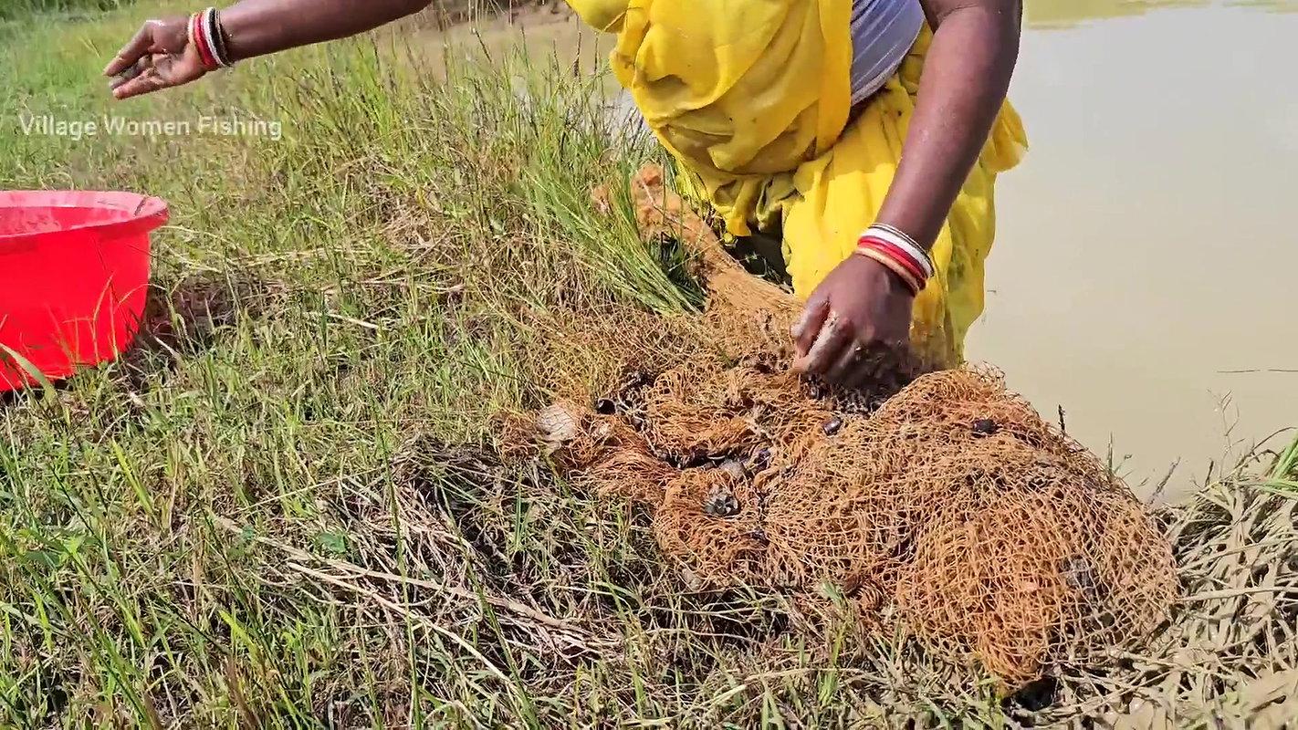 New Amazing Village Women Cast Net Fishing    Vill