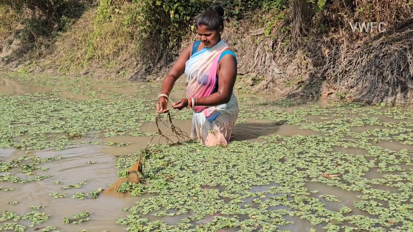 xNew Amazing Village Women Net Fishing in Village p