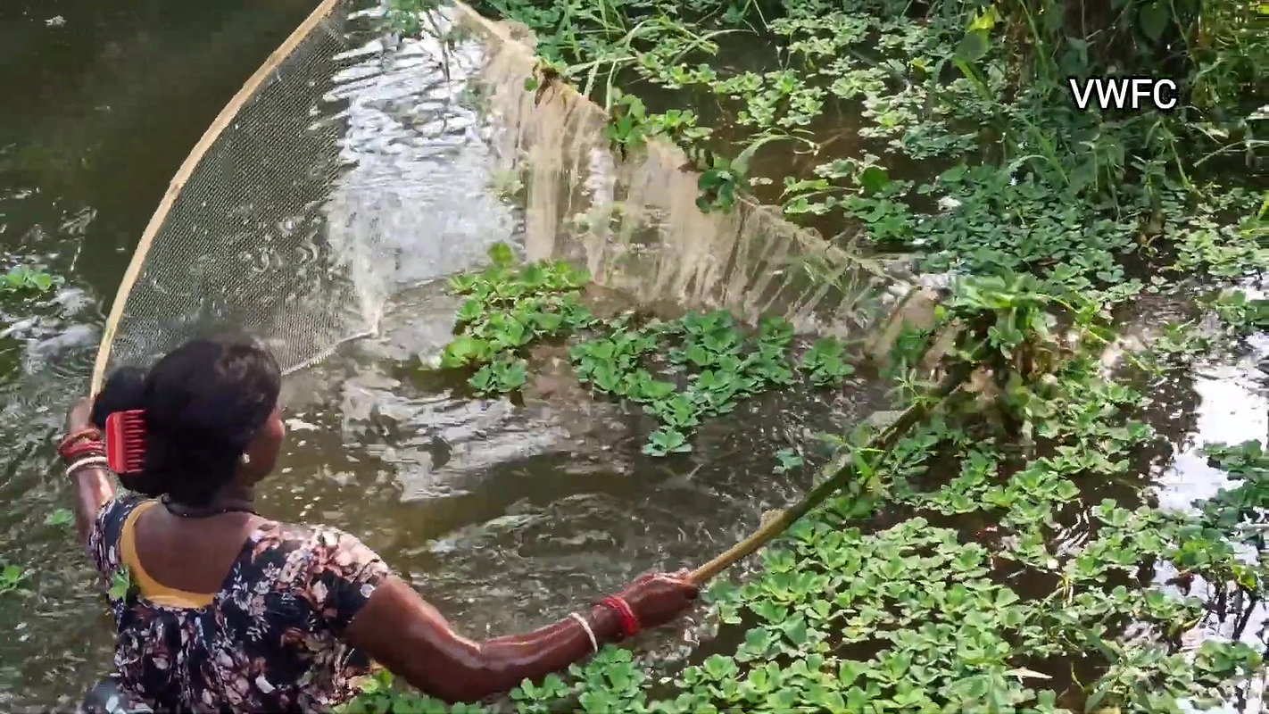 Traditional Net fishing by Village Lady   আজ আমি প