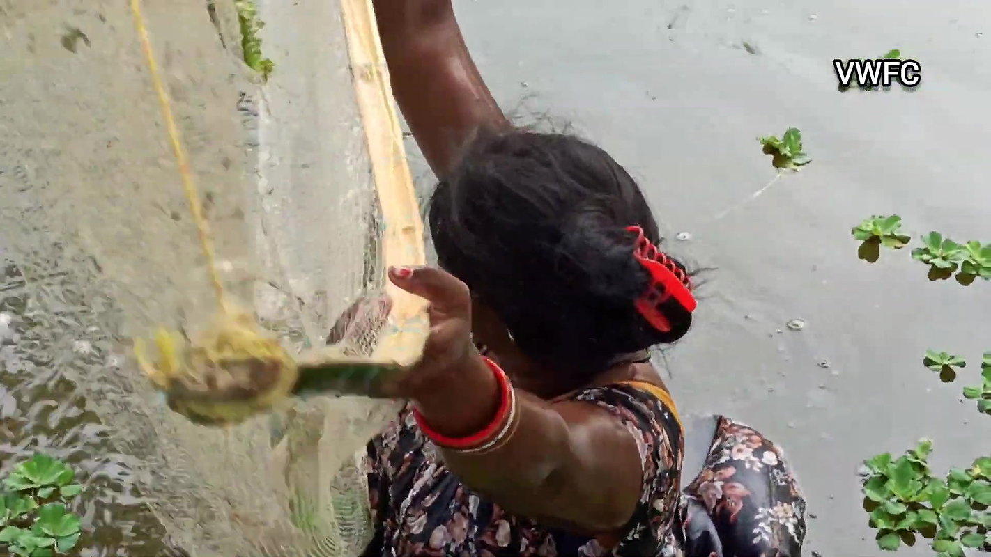 Traditional Net fishing by Village Lady   আজ আমি প