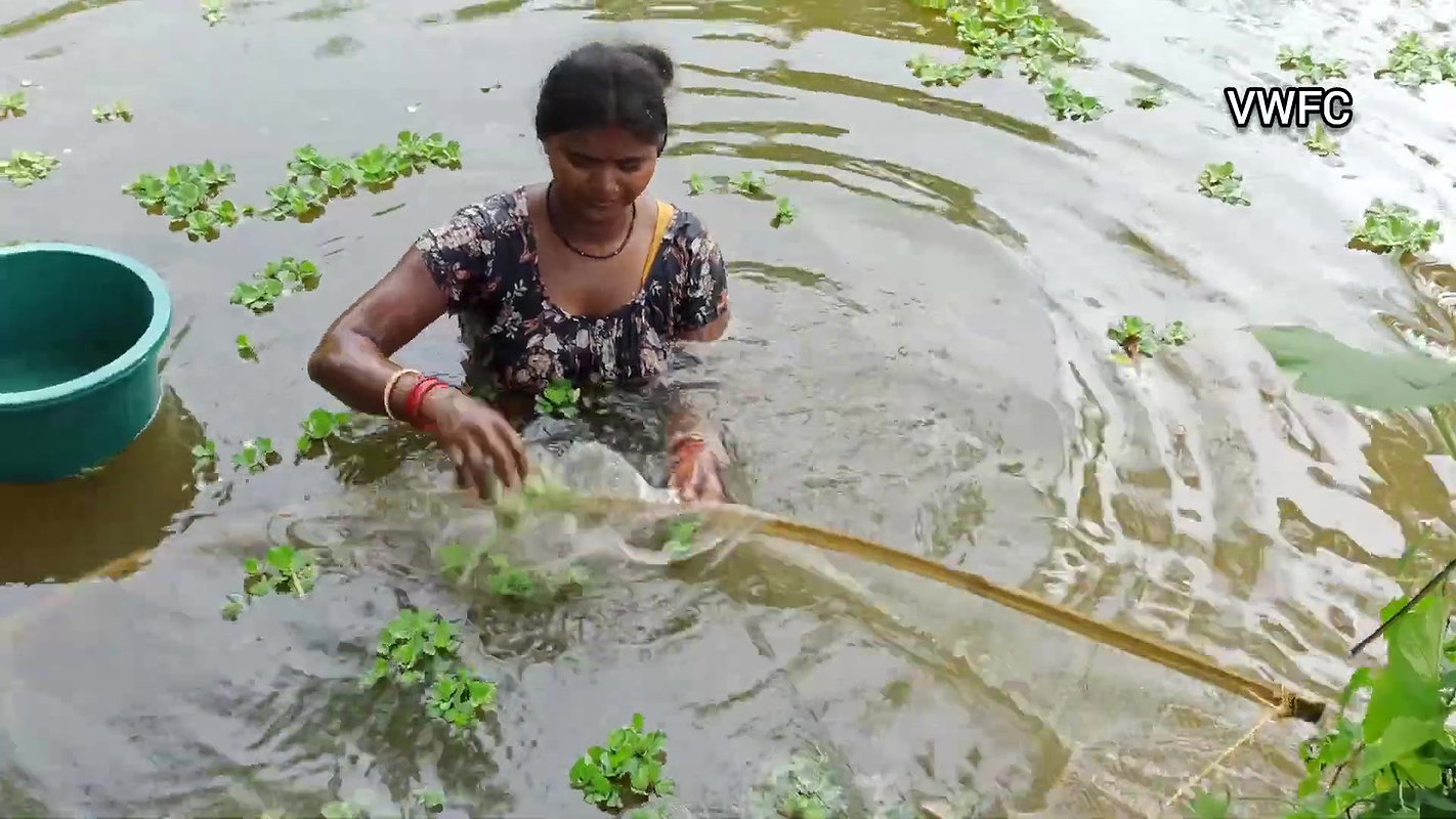 Traditional Net fishing by Village Lady   আজ আমি প