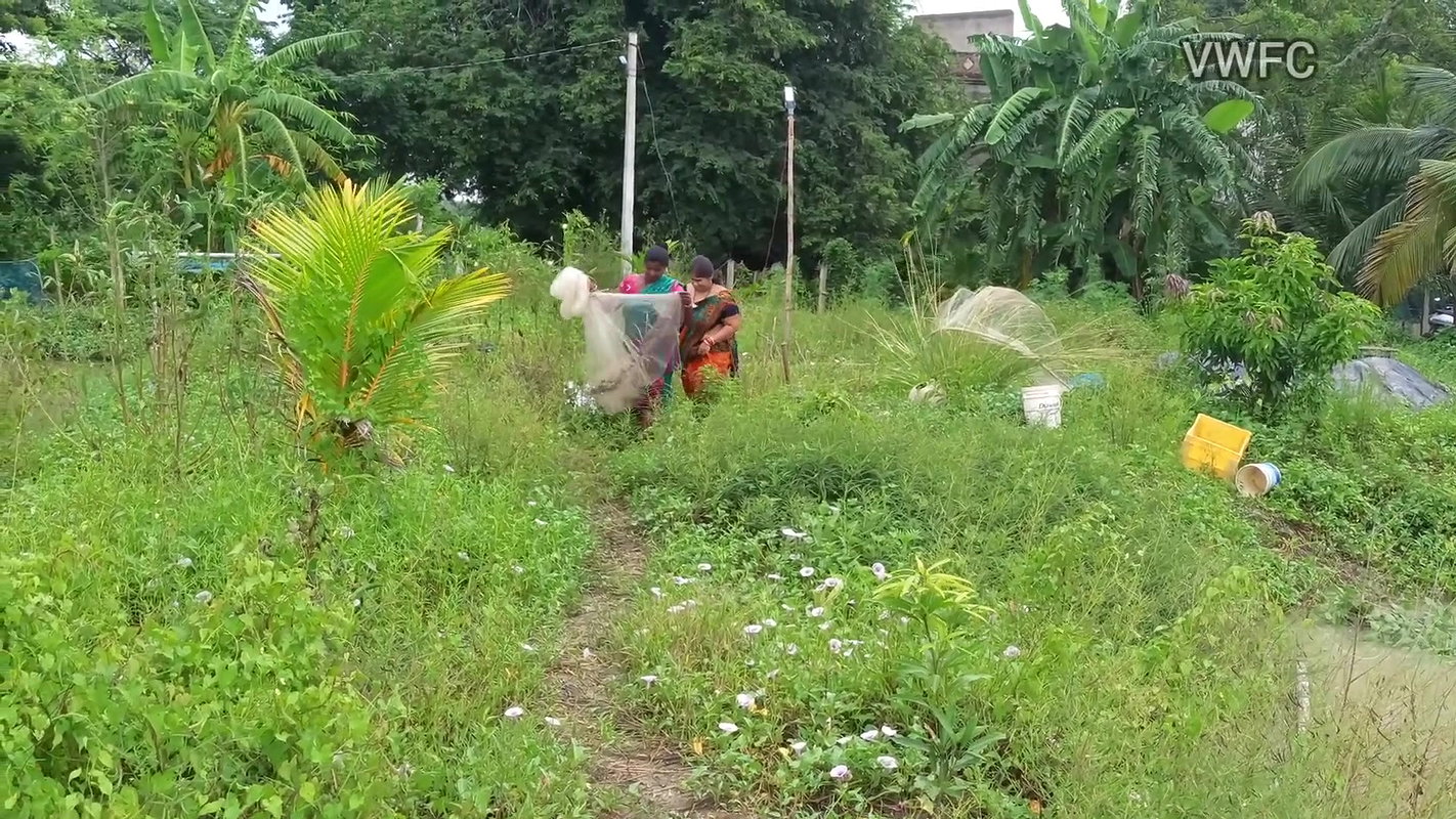 x Traditional Net fishing by Village Women   গ্রামের
