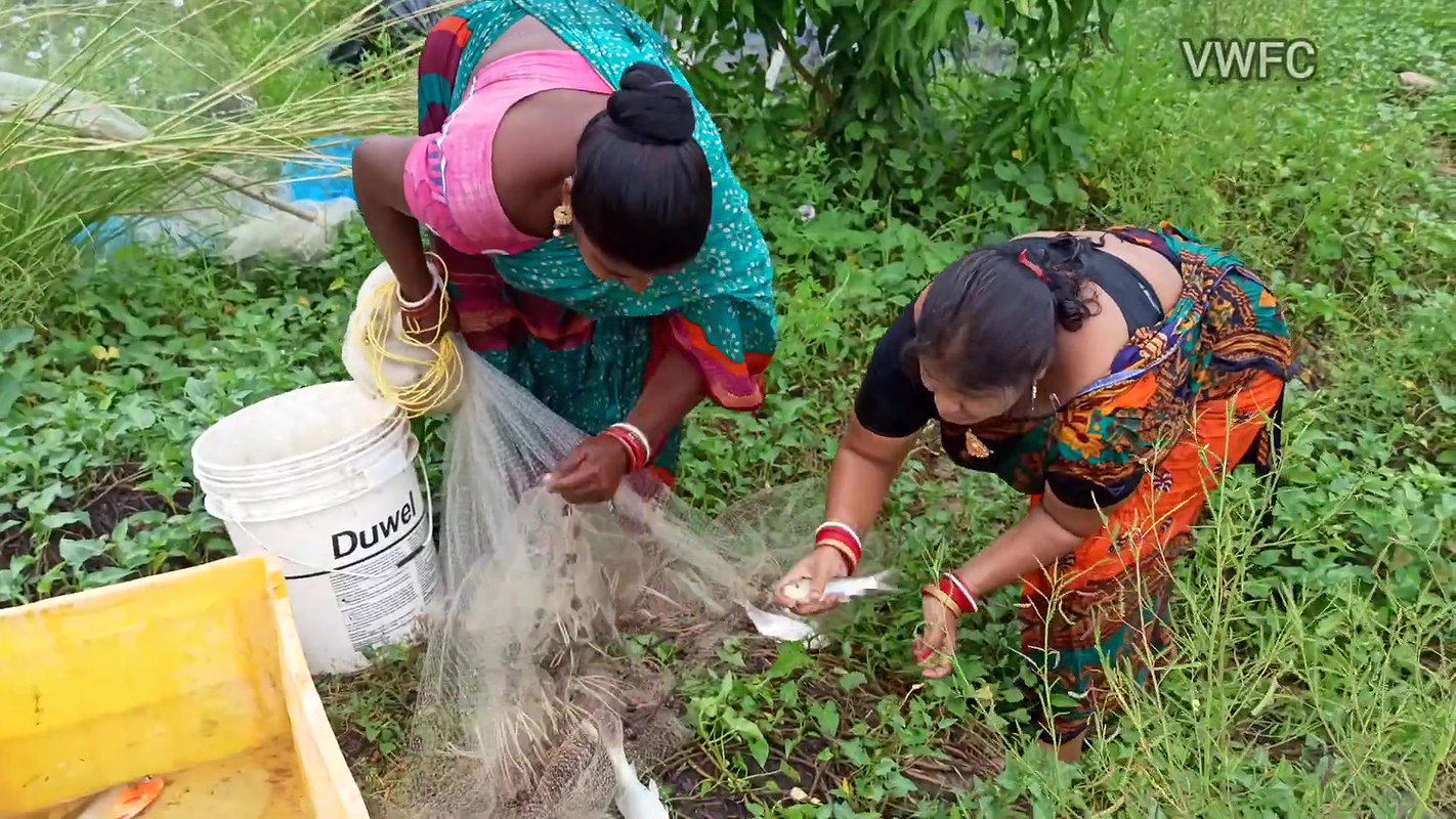 x Traditional Net fishing by Village Women   গ্রামের