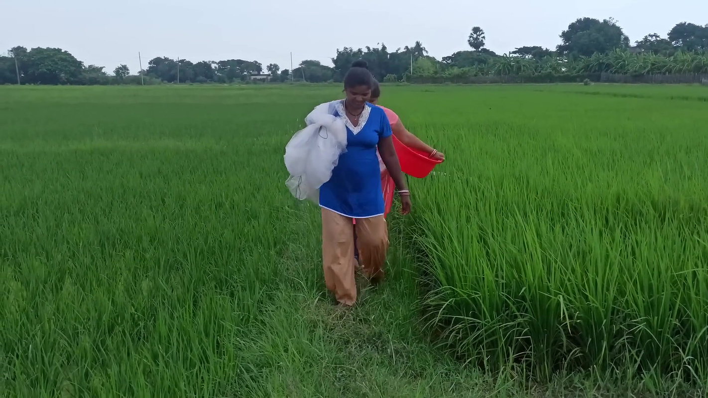 Unbelievable Village women Net fishing for Carp fi