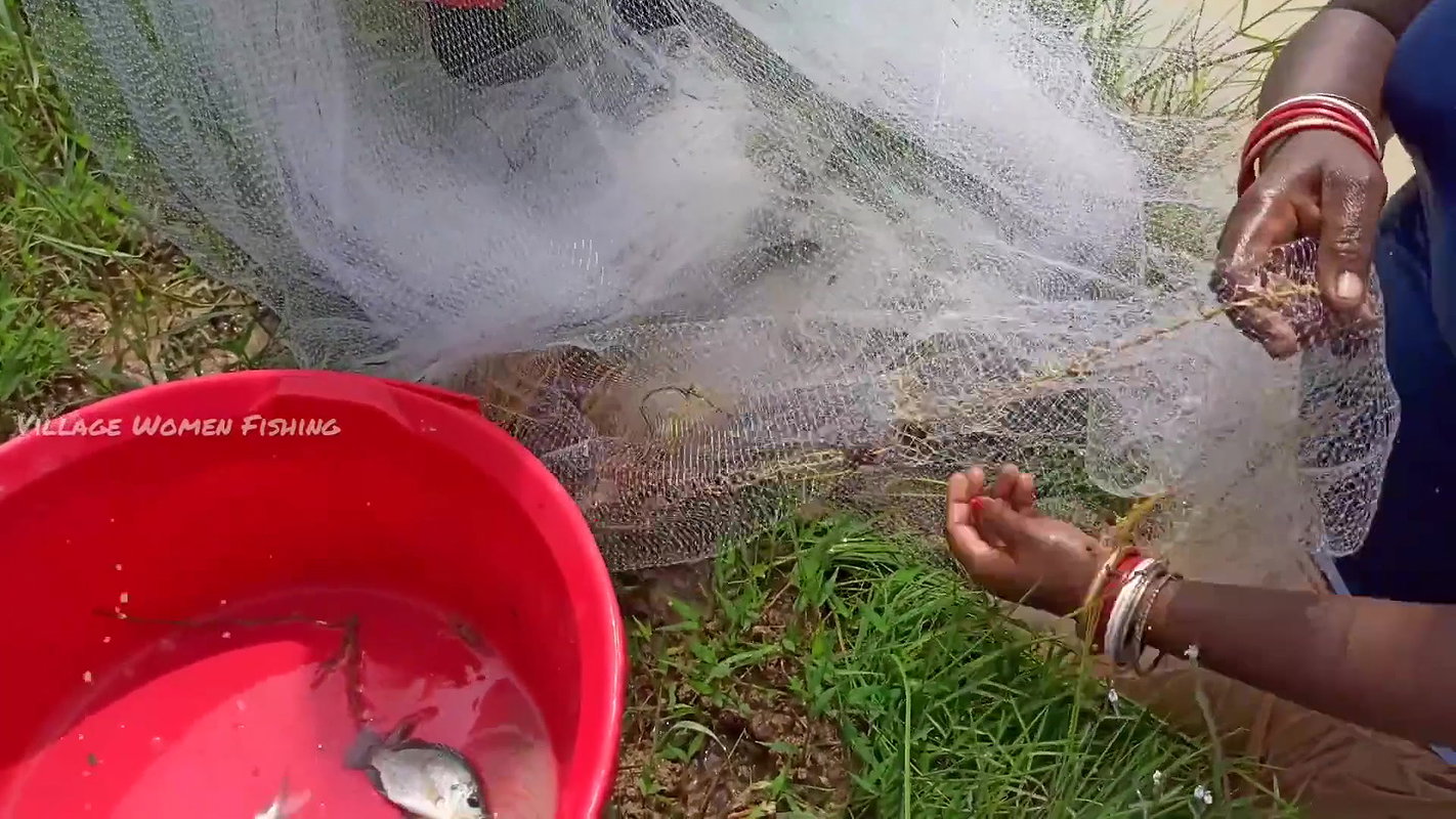 Unbelievable Village women Net fishing for Carp fi