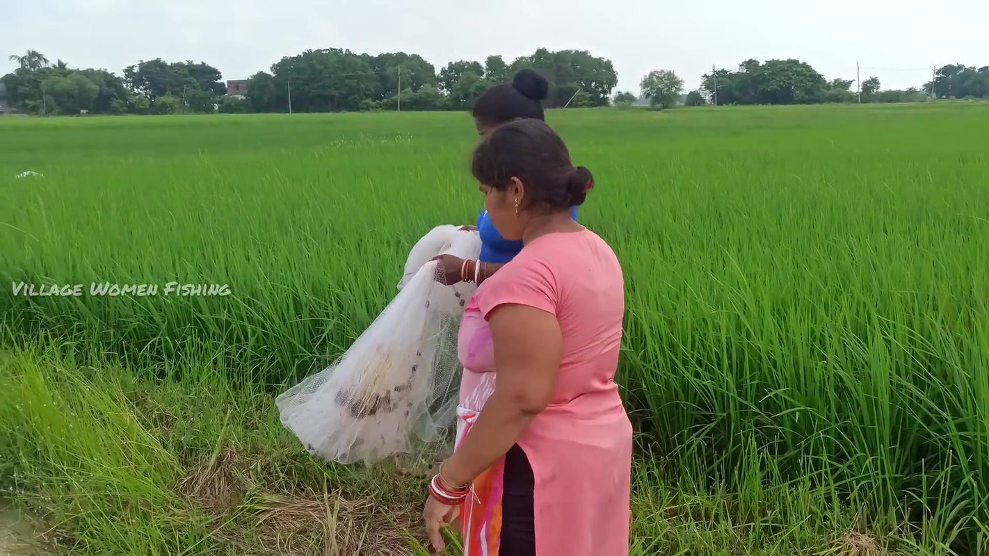 Unbelievable Village women Net fishing for Carp fi