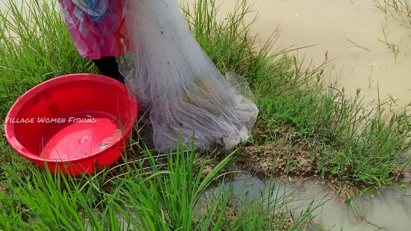 Unbelievable Village women Net fishing for Carp fi