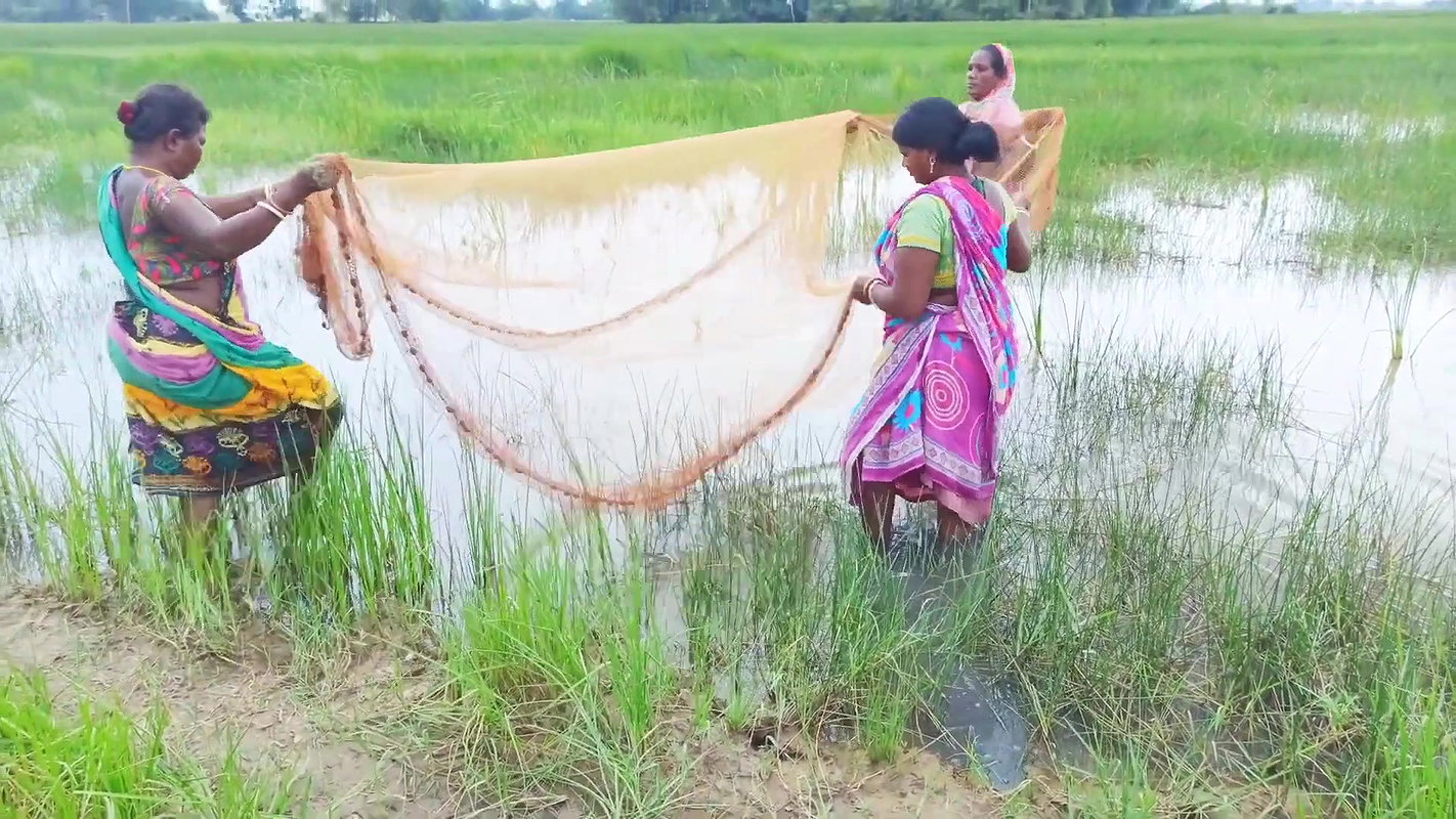 Unique Net Fishing Technique by Indian Women    Su