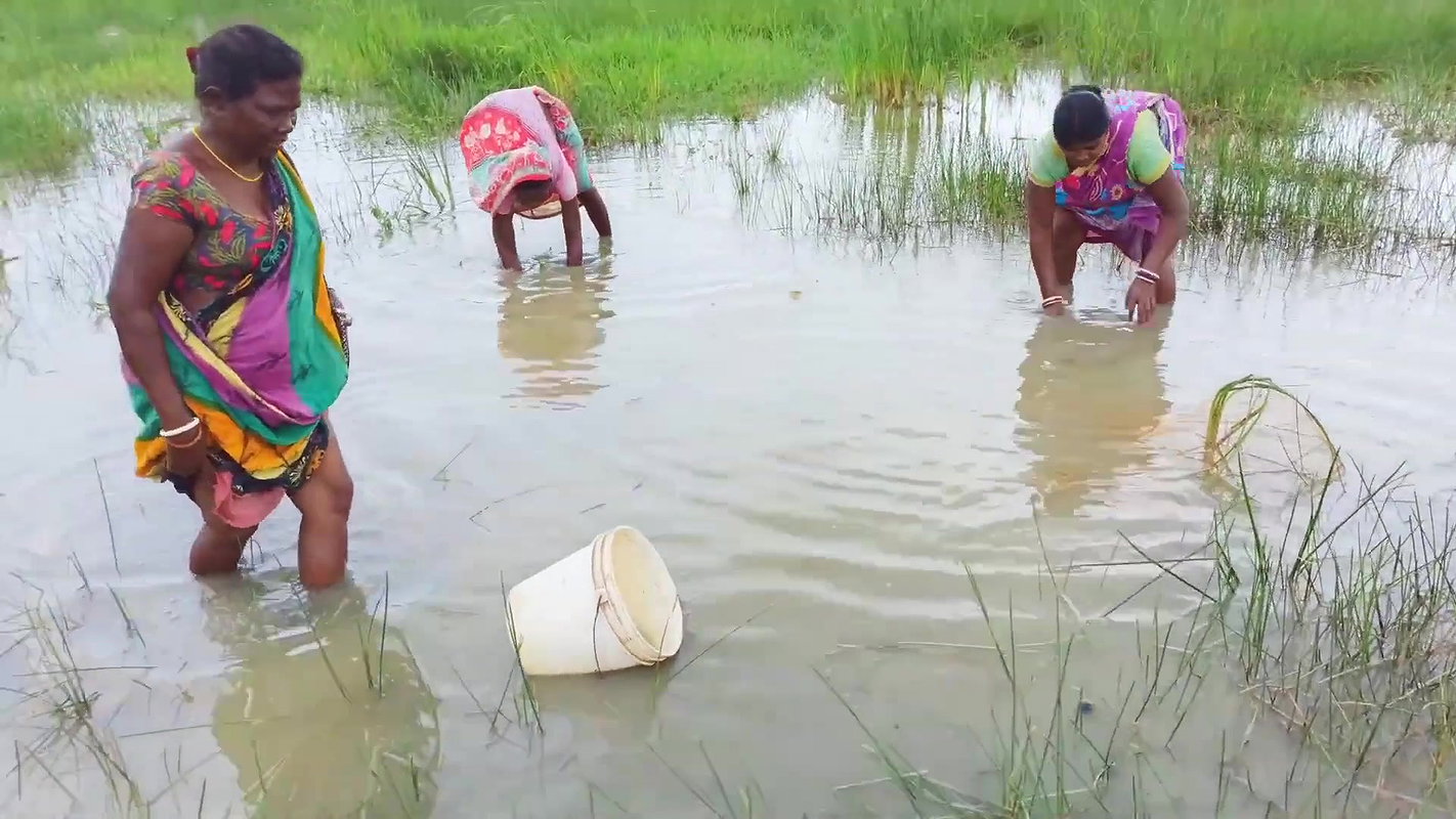 Unique Net Fishing Technique by Indian Women    Su